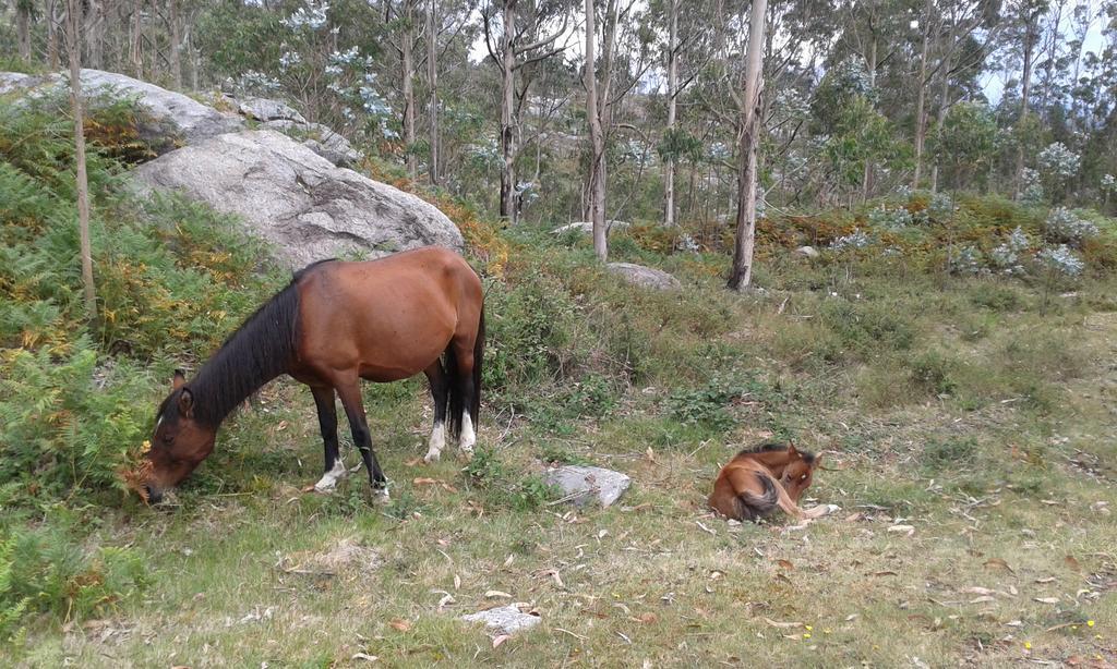 Charme Da Montanha Βίλα Montaria Εξωτερικό φωτογραφία
